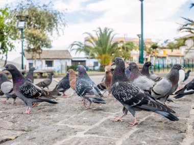 Güvercinler güvercinler köyünde parkta yürüyüş