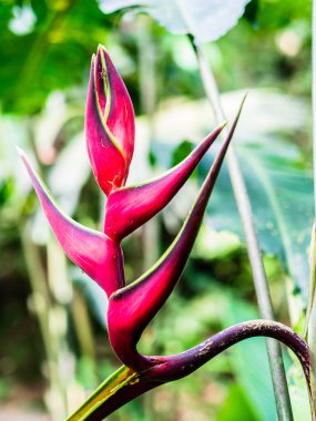 Üzüm yaprağı yeşil renk