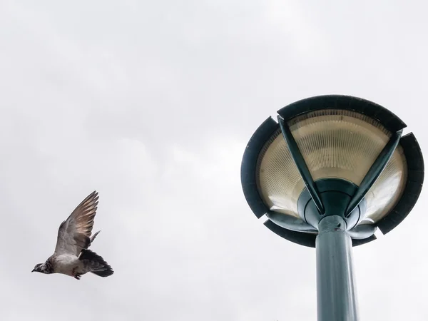 Dove in flight under a cloudy sky — Stock Photo, Image