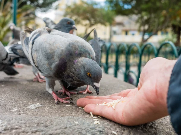 Tauben essen Reis Hand — Stockfoto