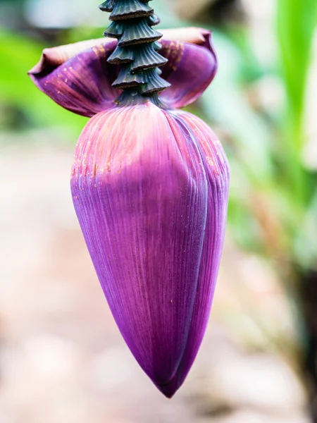 Feuille de raisin couleur verte — Photo