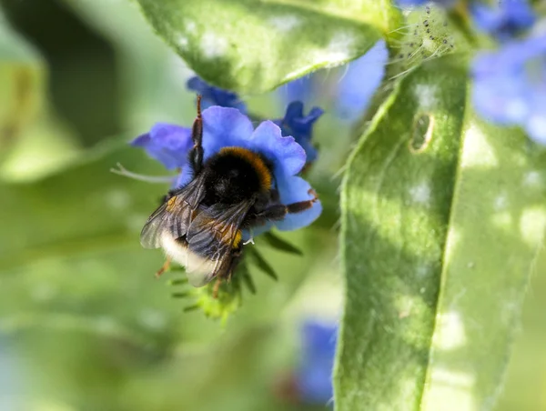 Abeja en flor —  Fotos de Stock