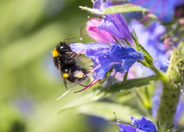 Abeja en flor —  Fotos de Stock