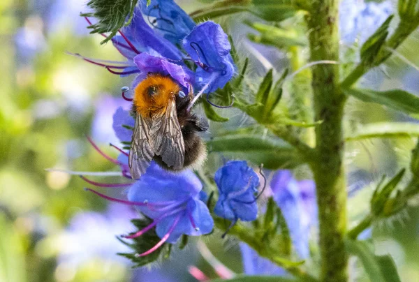 Abeja en flor —  Fotos de Stock