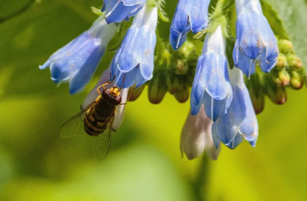 Abelha em flor — Fotografia de Stock