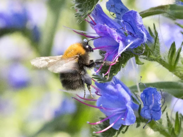 Abeja en flor —  Fotos de Stock