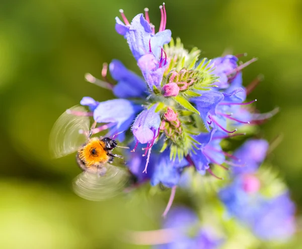 Abeja en flor —  Fotos de Stock