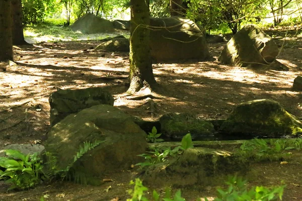 Pedras na floresta — Fotografia de Stock