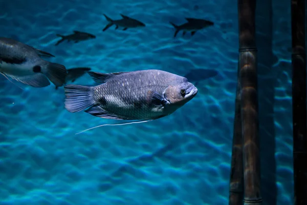 Flotando en un acuario exótico — Foto de Stock