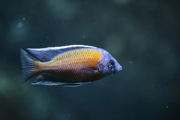 Flotando en un acuario exótico — Foto de Stock