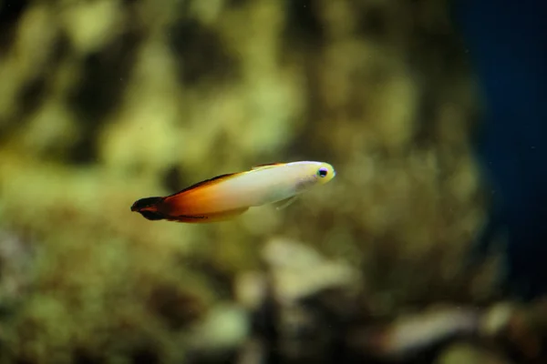 Floating in an aquarium exotic — Stock Photo, Image