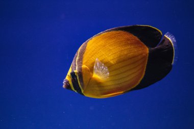 bir akvaryum egzotik yüzen