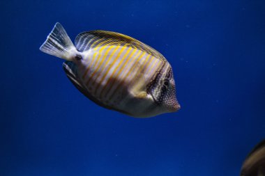 bir akvaryum egzotik yüzen