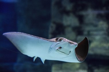 bir akvaryum egzotik yüzen