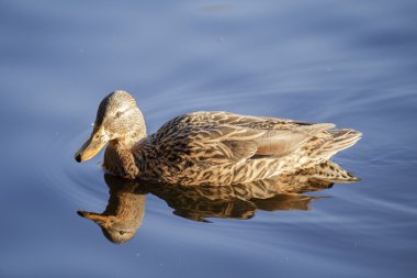bir su birikintisi yüzeyinde ördek