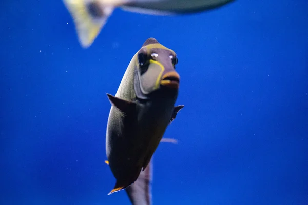 Flytande i ett akvarium exotiska — Stockfoto