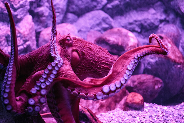 плавающий в экзотическом аквариуме
