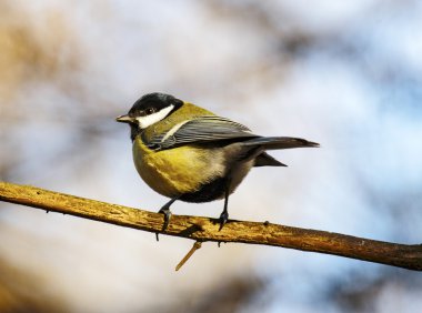 Baştankara kuş göz kapağı üzerinde