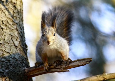 Vahşi bir ormandaki sincap
