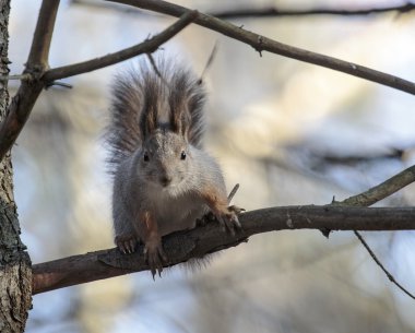 Vahşi bir ormandaki sincap