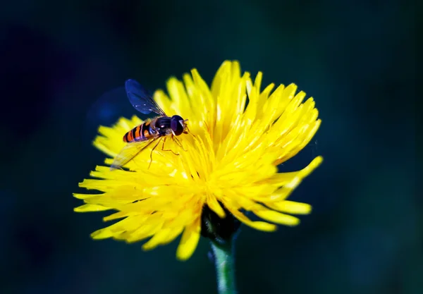 Volar en una flor —  Fotos de Stock