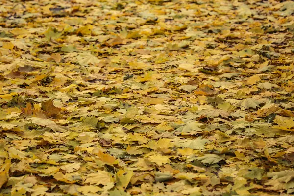Tapete de folhas amarelas caídas — Fotografia de Stock