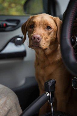 Labrador köpeği köpek gezdirmeden önce arabanın ön koltuğunda oturuyor.