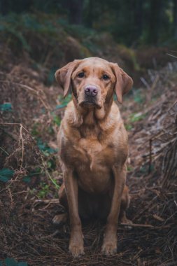 Labrador Toplayıcı Köpeği 'nin ormanlık alanda fotokopi alanı olan bir portresi.