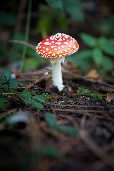 林地地板上有毒辣的红色顶篷毒菌 有复制空间 — 图库照片