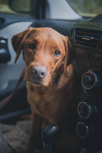 Labrador Retriever Sällskapsdjur Hund Fastnat Bil Varm Dag Väntan Sin — Stockfoto