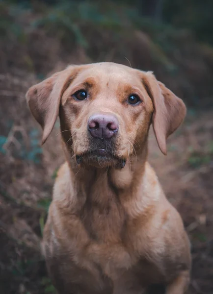 Cabeça Ombros Retrato Pedigree Trabalhando Labrador Retriever Gun Dog Campo — Fotografia de Stock