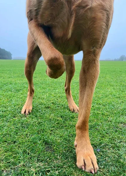 The legs and belly of a pet dog lifting one leg off the ground because of injury. Limping dog with broken bone