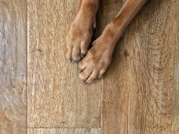 Olhando Para Baixo Cima Para Pernas Patas Cão Estimação Descansando — Fotografia de Stock