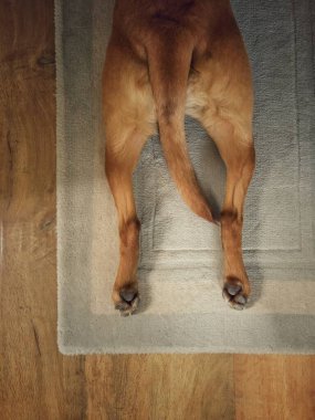 Yukarıdan, uzamış arka bacaklara ve komik bir hayvan görüntüsüyle evcil bir labrador köpeğinin kuyruğuna bakıyor.