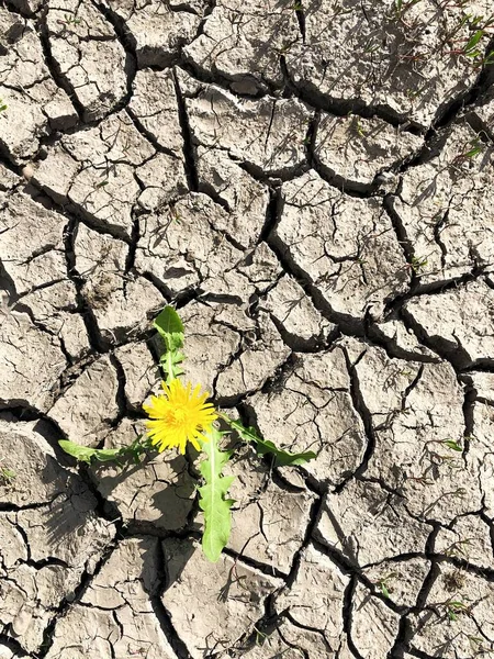 Hardy Dandelion Rośnie Pękniętej Ziemi Susza Warunki Miejsca Kopiowania — Zdjęcie stockowe