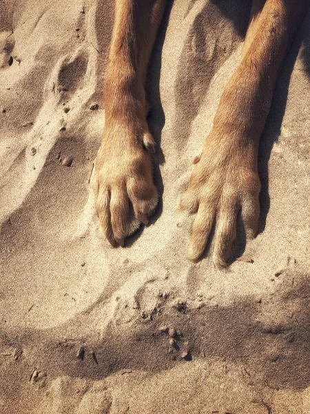 The legs and paws of a pet dog resting and outstretched on a Sandy beach background whilst on summer vacation