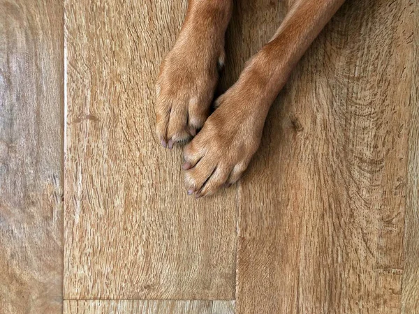 从上往下看 一只宠物狗的腿和爪子躺在有复制空间的木制地板上 — 图库照片