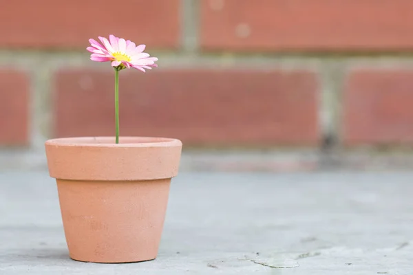 A pretty pink daisy flower in a small flowerpot teaching children about nurturing nature and table decorations