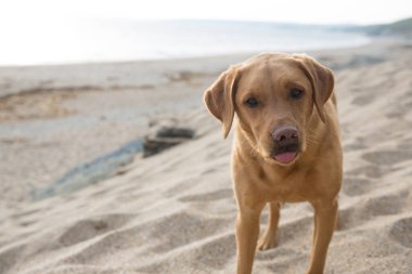Bir tilki kırmızı ya da sarı labrador av köpeği sağlıklı ve gün batımında bir Cornish plajına uygun görünüyor.