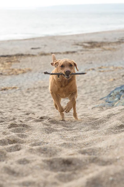 Cão Labrador Retiever Correndo Uma Praia Areia Com Pau Boca — Fotografia de Stock