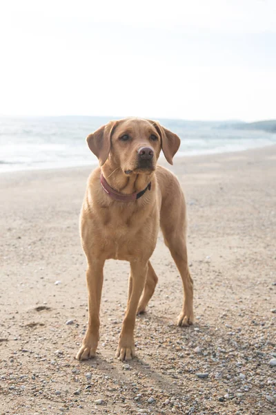 Cão Labrador Retriever Vermelho Amarelo Raposa Que Parece Saudável Encaixa — Fotografia de Stock