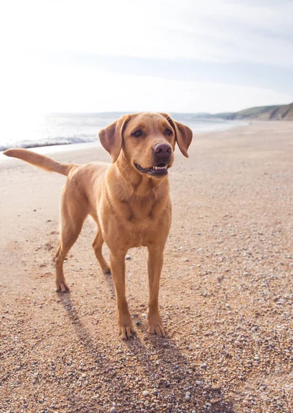 Cão Labrador Retriever Vermelho Amarelo Raposa Que Parece Saudável Encaixa — Fotografia de Stock