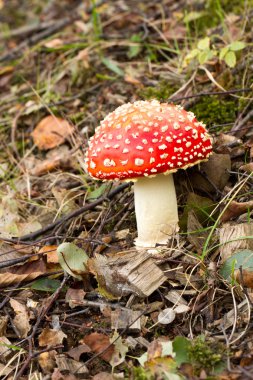 Woodland kırmızı şapkalı mantarı