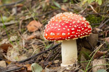 Woodland kırmızı şapkalı mantarı