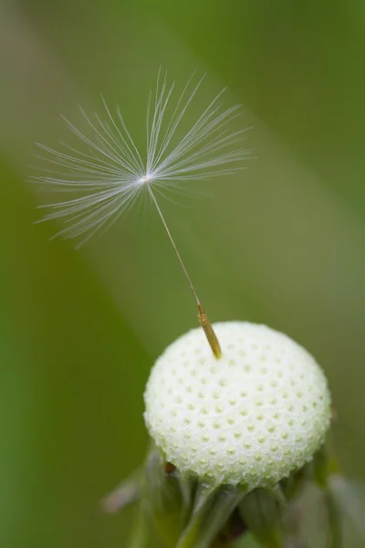 하나의 민들레 씨앗 — 스톡 사진