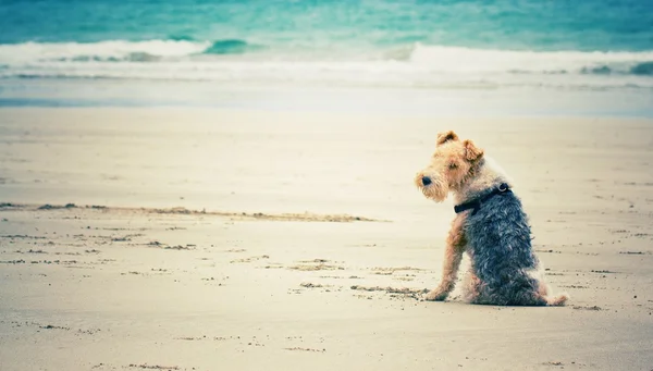 Cão preguiçoso praia — Fotografia de Stock