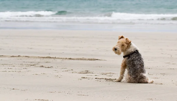 Lazy Dog On. Praia de areia — Fotografia de Stock