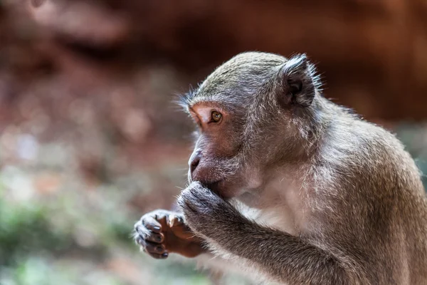 1 匹の猿のクローズ アップ — ストック写真