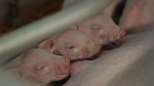 Свиньи на свиноферме — стоковое видео