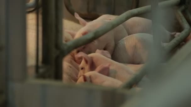 Piglets at a pig farm — Stock Video